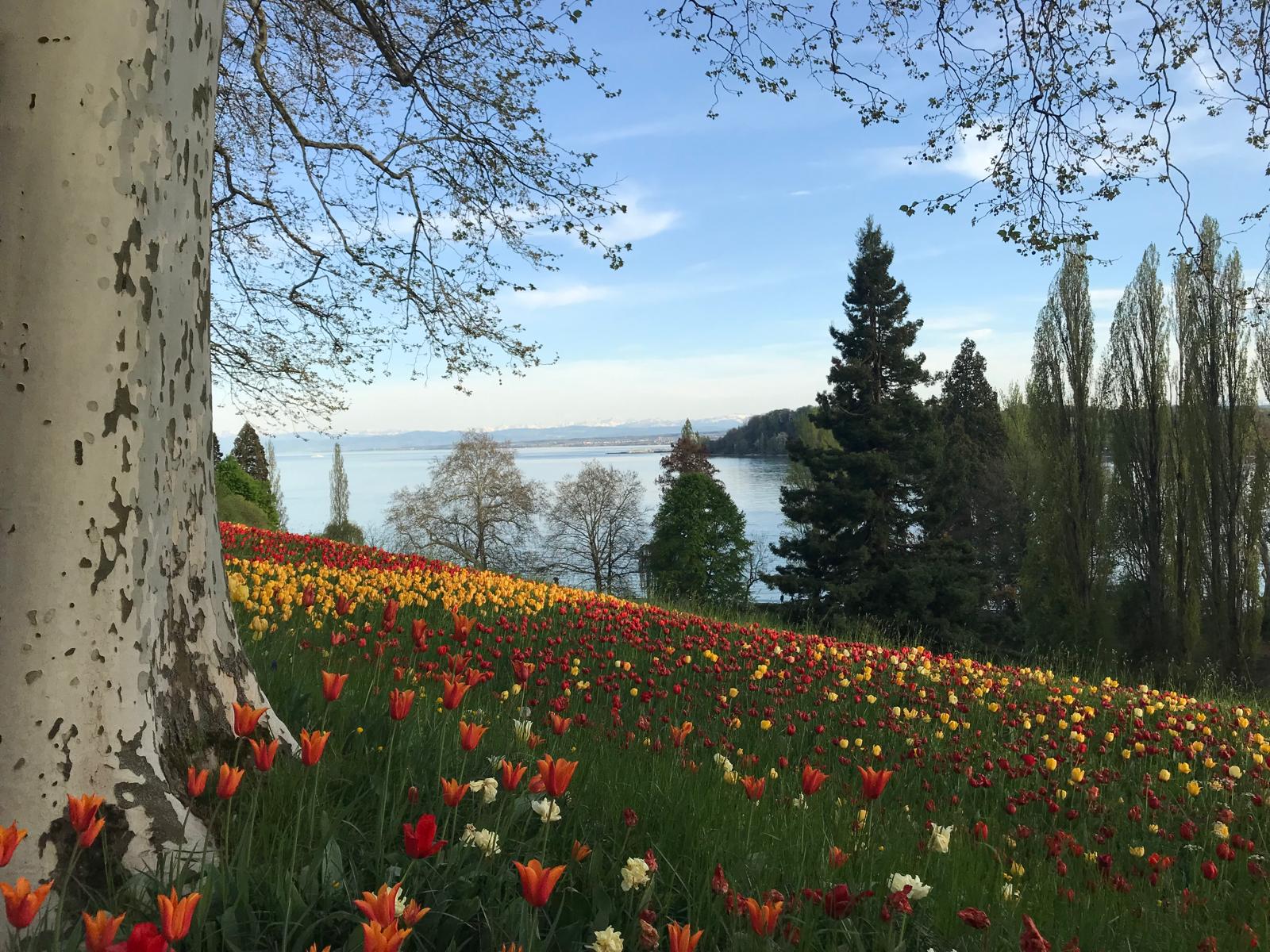 Insel Mainau