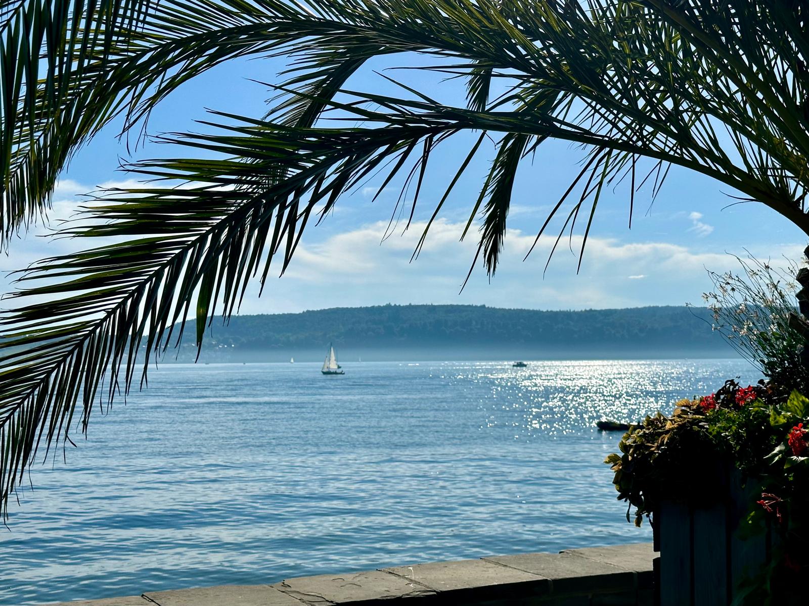 Palme am Bodensee